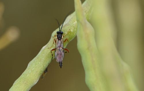 Réf. 334 564 : Campopleginae inconnu